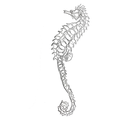 "Seahorse" - Elizabeth Berrien